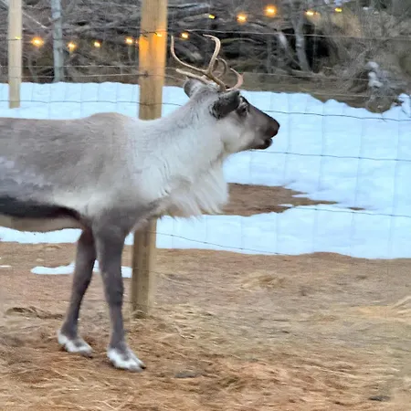 Malangen * Mestervik